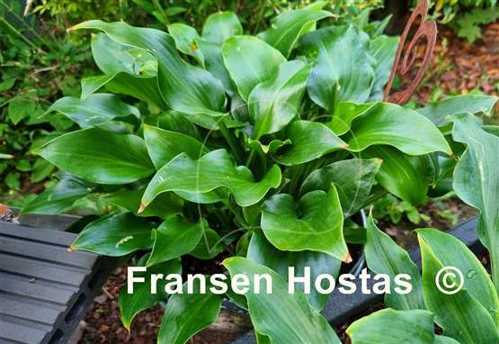 Hosta Mean Green Thing